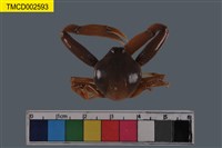 藏品(長螯拳蟹)的圖片